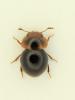 Agathidium sp.